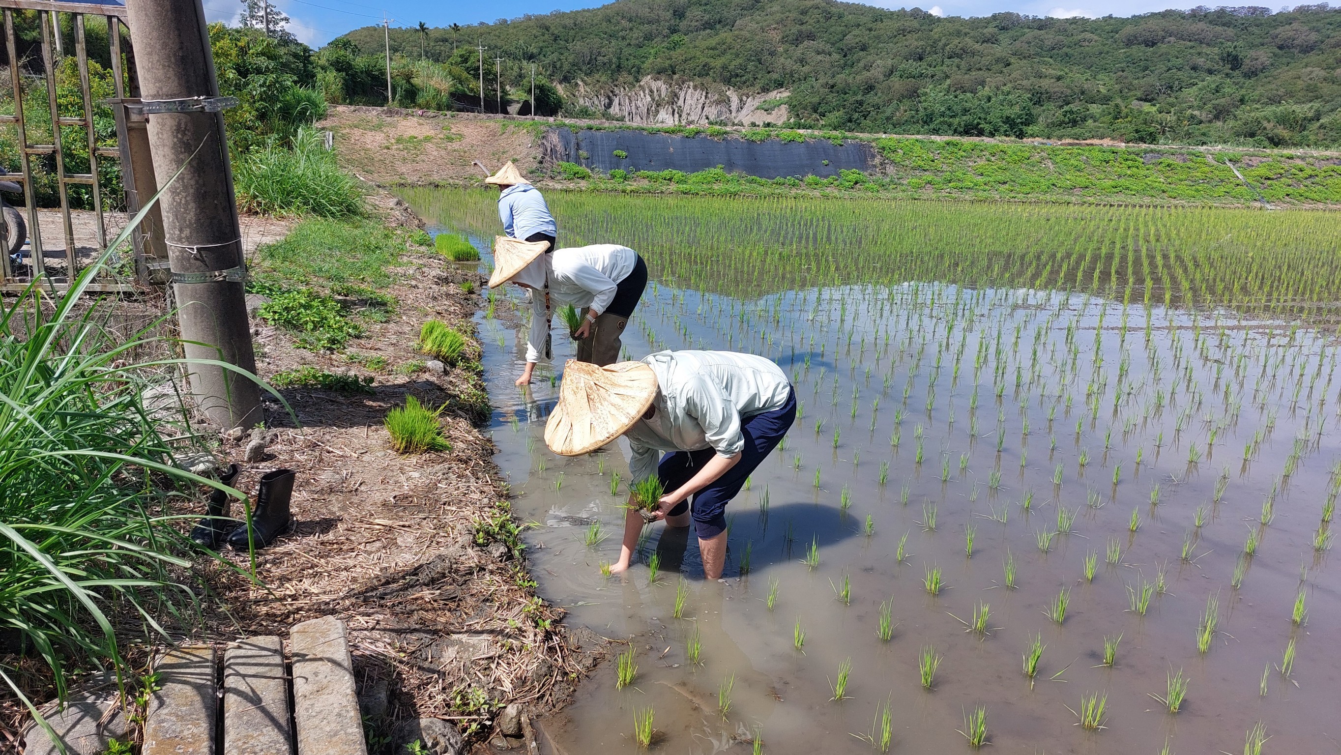 LINE_ALBUM_20230724-鄧爸田區補秧苗-實作體驗_2405223形象圖